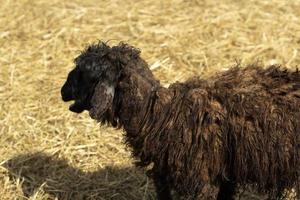 una oveja negra en la granja. el animal es verano en el campo. foto