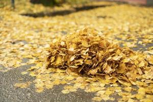 Dry leaves on the road. A bunch of yellow leaves. Cleaning of fallen foliage. photo