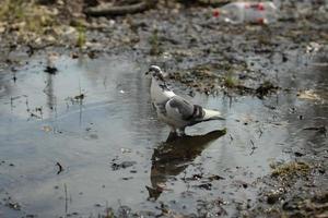 The pigeon stands in a puddle. Blue of three colors. Beautiful color of the city bird. photo