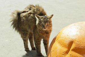 The cat sighed its hair. A frightened animal. A stray cat defends itself. photo