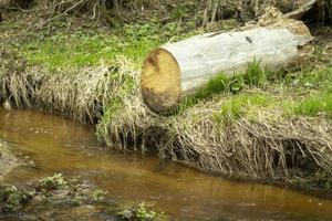 A stream in the forest. Fresh water flows through a natural channel. photo