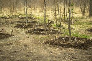 Planting trees. Planting of wood in Russia. Seedlings in the ground. photo