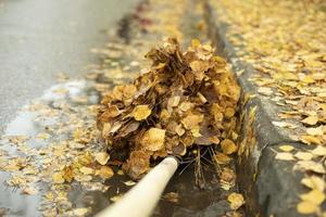 un montón de hojas en una pala. limpieza de hojas mojadas en otoño. el conserje limpia el camino. foto