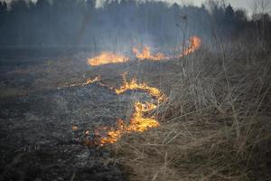 Dry grass is burning. The field caught fire in the spring. photo