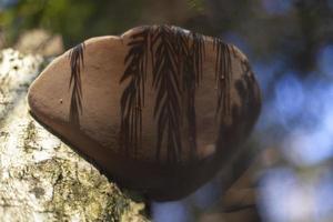 Tree mushroom on a birch. Shadow on a mushroom from a twig. Birch forest in the swamp. photo