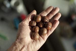 nueces aserradas en la mano. las nueces contienen proteínas vegetales. foto