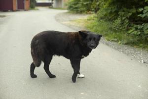 A black dog on the road. A stray dog in the countryside. Dangerous pet. photo
