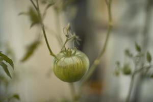 Tomatoes on a branch. Unripe vegetables. Growing tomatoes at home. Green plant. photo