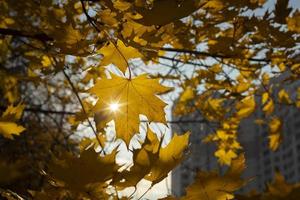 The sun shines through the maple fox. Autumn colors. Maple leaves turned yellow. photo