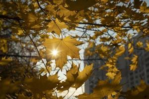 The sun shines through the maple fox. Autumn colors. Maple leaves turned yellow. photo