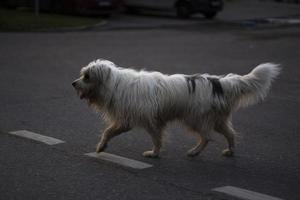 The dog runs across the road. A dog with white hair violates the rules of the road. photo