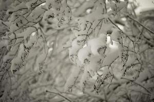 Snow on branches of tree. Nature after snowfall. Details of winter. photo