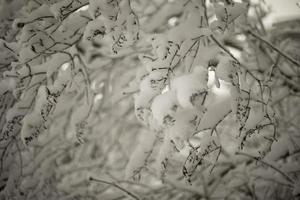 Snow on branches of tree. Nature after snowfall. Details of winter. photo