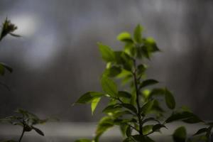 planta frente a vidrio. limón casero. hojas verdes de la planta. foto