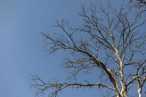 Dry oak. A tree against the sky. Dry branches without leaves. photo