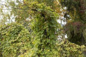 Bindweed plant on a tree. Green leaves in summer. photo