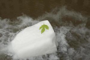 Green leaf on a white ice floe. Leaf and dry ice. photo