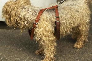 A small breed dog on a leash. An animal on a walk. photo