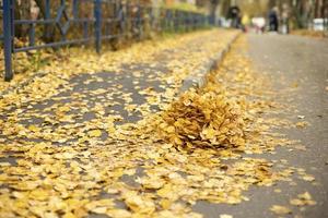 Dry leaves on the road. A bunch of yellow leaves. Cleaning of fallen foliage. photo