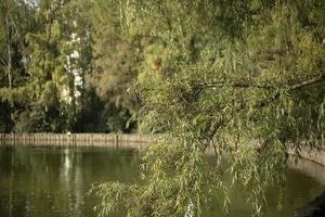 Pond in the city. Lake in the park. photo