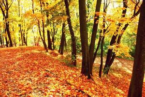 Colorful bright leaves falling in autumnal park. photo