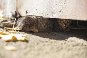 The kitten hides in the basement. A stray kitten on the street. photo