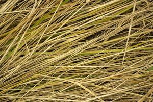 Hay texture. Yellow grass. Farm details. photo