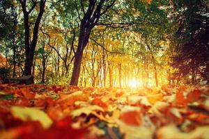 Colorful bright leaves falling in autumnal park. photo