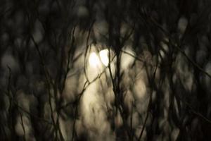 The sun through the branches of the plant. Background with plants. photo