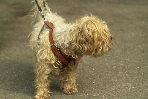 A small breed dog on a leash. An animal on a walk. photo