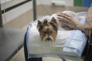 Dog at the vet. A dropper for an animal. Pet treatment. Cute doggie of a small breed fell ill. Recovery dogs. Medical care for animals. photo