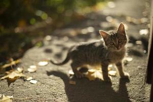 Kitten in the fall. Cute pet frolics in the yard. The cat was lost. photo