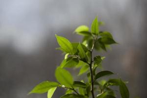 House plant by the window. Lemon grows at home. photo