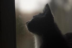 The kitten looks out the window. Cat on the street. photo