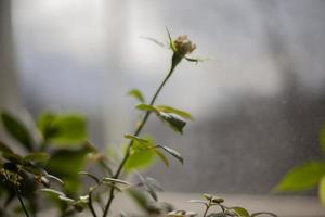 House plant by the window. Lemon grows at home. photo