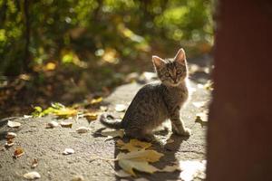 Kitten on the street. Stray cat. Cute pet is afraid of the camera. photo