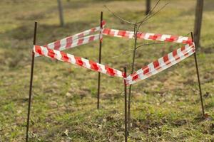 The seedling is fenced with tape. Planting a tree in the ground. photo