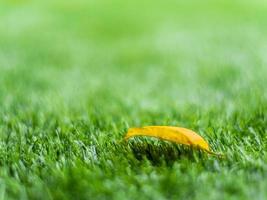 Yellow fall leaf on the artificial grass by shallow depth of field photo