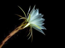 White color with fluffy hairy of Cactus flower on black background photo