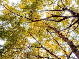 Sunlight through the leaves of Big Banyan trees photo