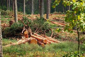 Cut tree logs on the ground forest greenery and tres on background photo