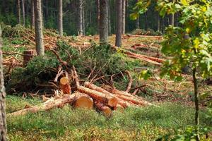 cortar troncos de árboles en el suelo vegetación forestal y árboles en el fondo foto