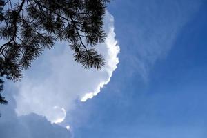 Black pine tree branch silhouette on blue sky with white cloud photo