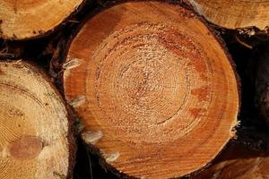 Close up of cut tree trunk stacked in a forest after being cut photo