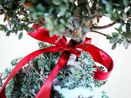 Christmas boxwood tree bottom with leaves tied with red ribbon standing outdoors in a pot on snow photo