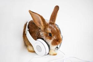 Brown with white spots a small rabbit sits with headphones on a white background photo