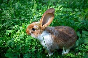 A homely little brown rabbit hides in the green grass on a bright sunny summer day photo