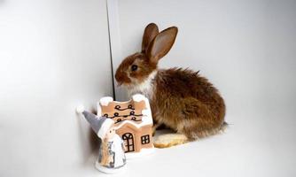 A funny little brown rabbit is sitting near a clay house with his tongue sticking out photo