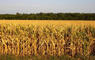 campo de maíz maduro dorado contra el fondo del cielo del amanecer foto