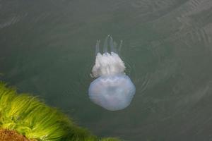 Black Sea jellyfish kornerot swims in the sea photo